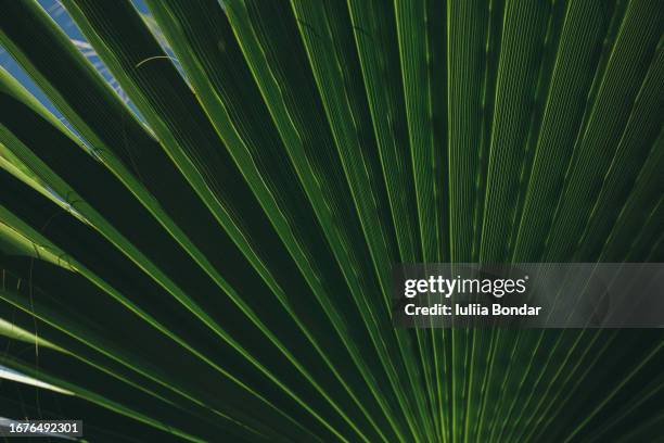 beautiful palm leaves background - foglia di palma foto e immagini stock