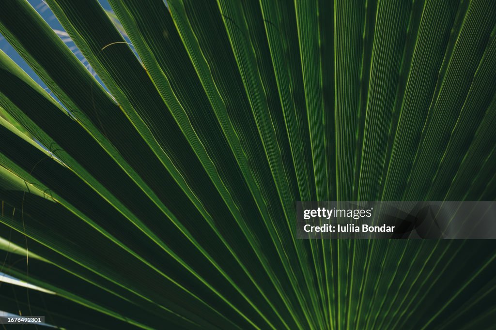 Beautiful palm leaves background