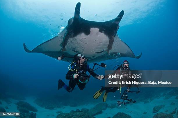 mutual harmony - manta ray stock pictures, royalty-free photos & images