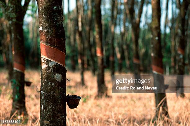 Rubber trees in the Chantaburi region of Thailand..