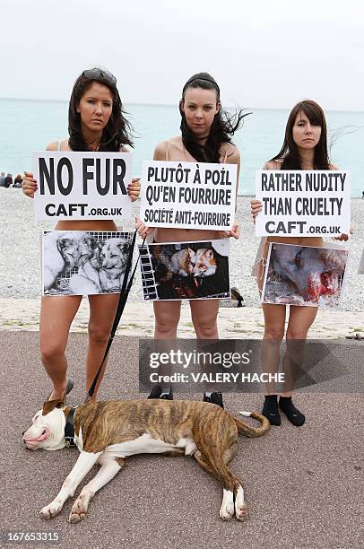 Members of the French branch of the international anti-fur group "CAFT" demonstrate, naked with boards, to denounce the breeeding and use of animal...