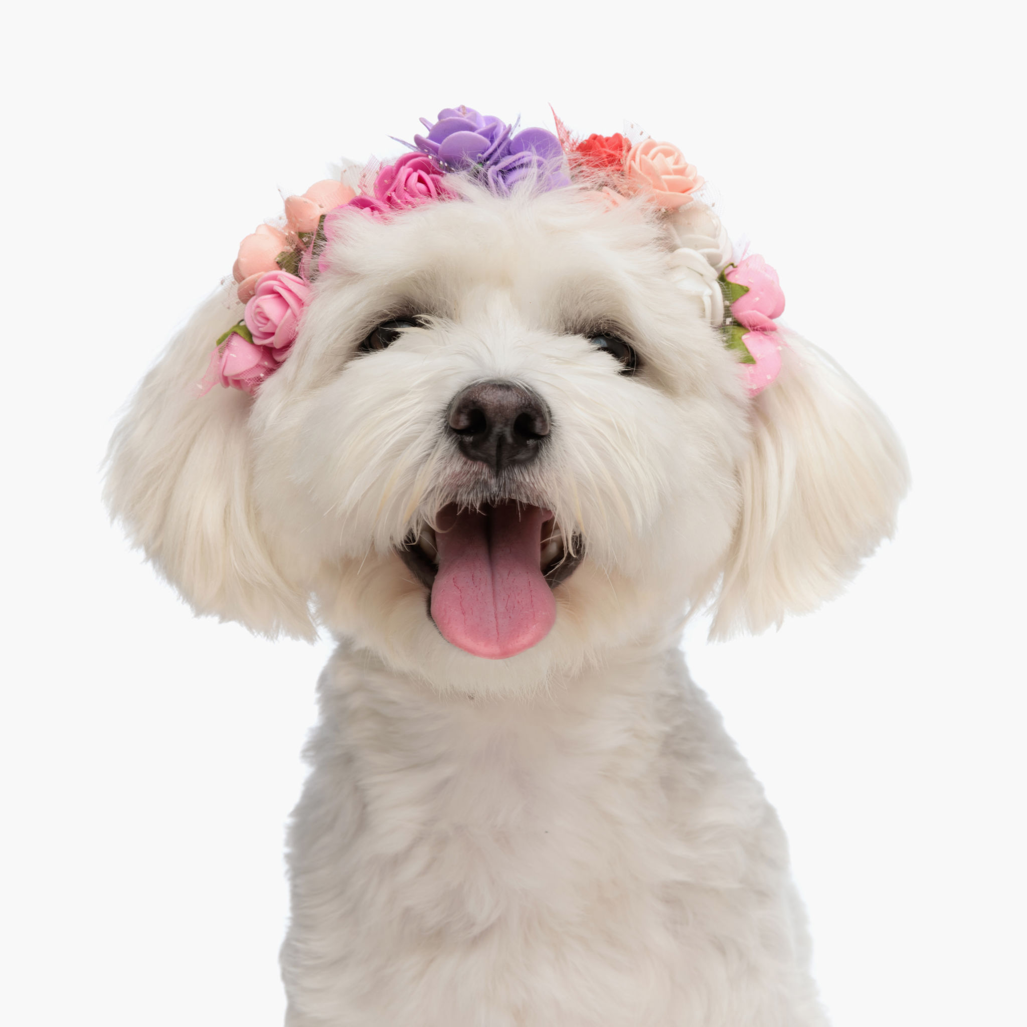 happy dog clothes