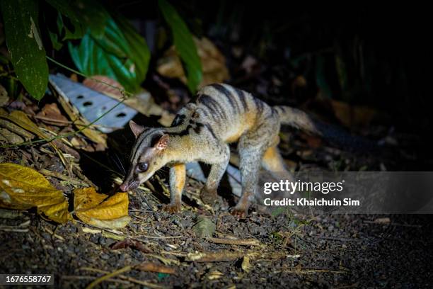 banded palm civet - palm civet stock pictures, royalty-free photos & images