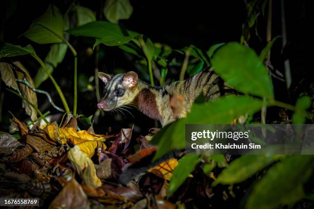 banded palm civet - civet cat stock pictures, royalty-free photos & images