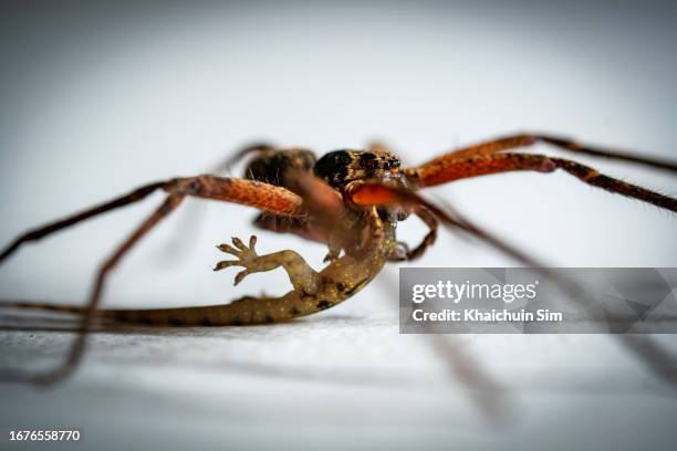 huntsman spider eating a lizard - brown recluse spider stockfoto's en -beelden