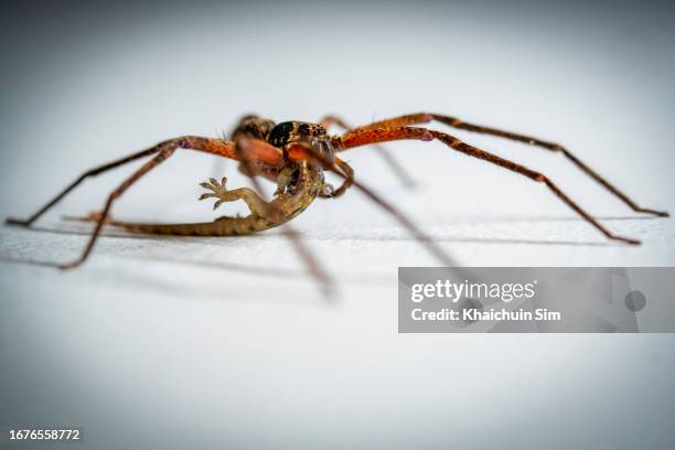 huntsman spider eating a lizard - brown recluse spider ストックフォトと画像