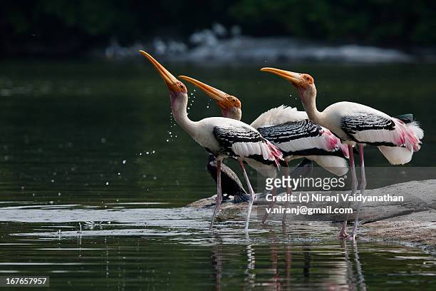 three painted storks - bangalore stock-fotos und bilder