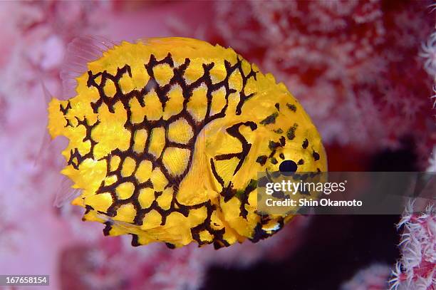 46 Sl Knight Stock Photos, High-Res Pictures, and Images - Getty Images