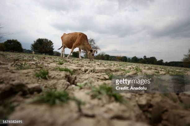 View of a cow at the Efteni Lake Basin, a 3 thousand hectare of land is experiencing drought and 50 centimeters thick mildew, due to lack of rainfall...