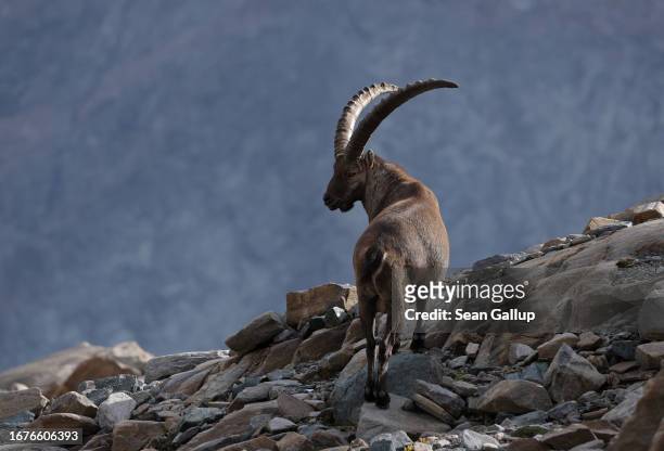 An male Alpine ibex walks on a mountain above the Pasterze glacier on September 12, 2023 near Heiligenblut, Austria. The Alpine ibex, home to the...