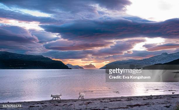 two dogs playing fetch on the beach in the marvelous sunset - nordland county photos et images de collection
