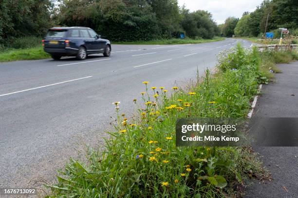 Roadside wild flower verge within Cotswold Water Park on 5th September 2023 in Ashton Keynes, United Kingdom. Wild flower verges are becomming more...