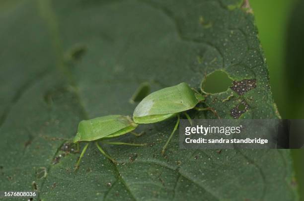 a mating pair of southern green shield bug, nezara viridula, on a comfrey plant leaf. - mating stock pictures, royalty-free photos & images