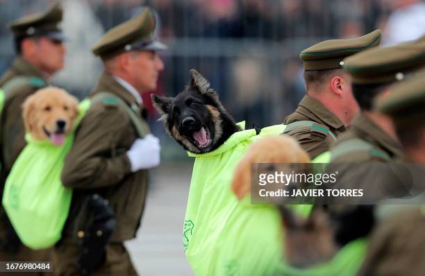 Dogs of the Police K9 Unit are taken in backpack carriers during the annual military parade in commemoration for the Day of the Glories of the Army,...