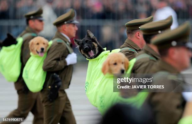 Dogs of the Police K9 Unit are taken in backpack carriers during the annual military parade in commemoration for the Day of the Glories of the Army,...