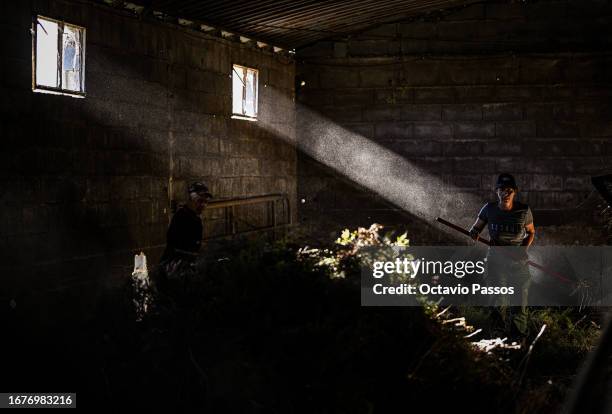 Aida Fernandes, member of the association United in Defense of Covas do Barroso and resident of the village of Covas do Barroso works on his farm on...