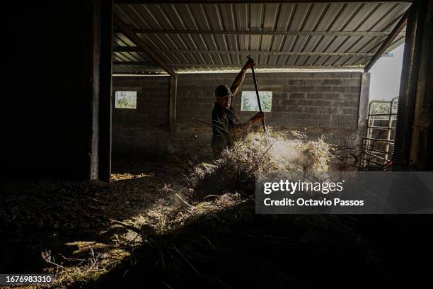 Alexandrino Pires works on the farm of Aida Fernandes , member of the association United in Defense of Covas do Barroso and resident of the village...