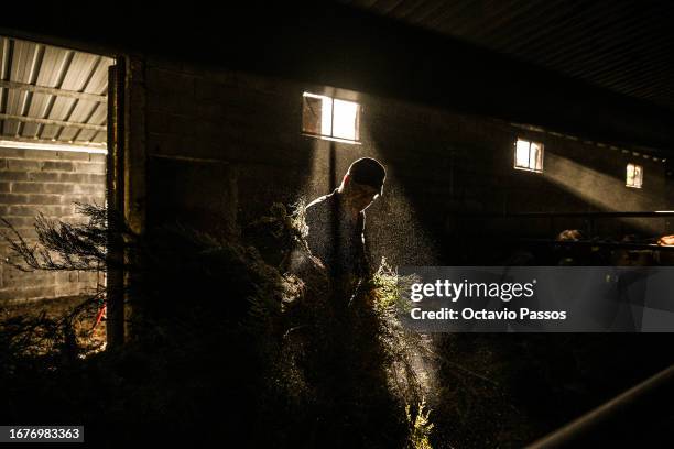 Alexandrino Pires works on the farm of Aida Fernandes , member of the association United in Defense of Covas do Barroso and resident of the village...