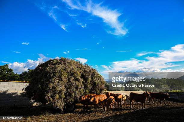 View for the cows in the farm of Aida Fernandes member of the association United in Defense of Covas do Barroso and resident of the village of Covas...