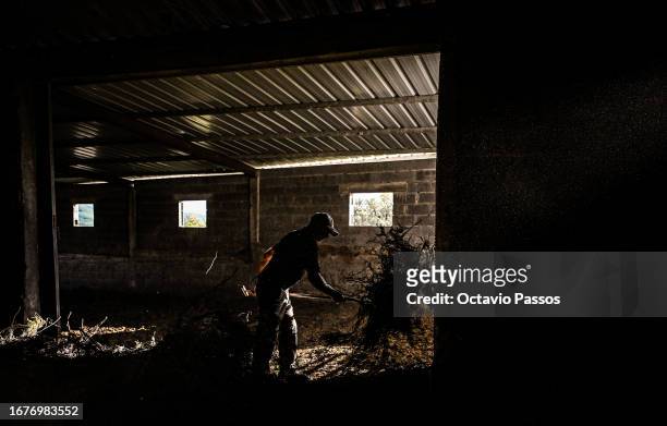 Alexandrino Pires works on the farm of Aida Fernandes , member of the association United in Defense of Covas do Barroso and resident of the village...