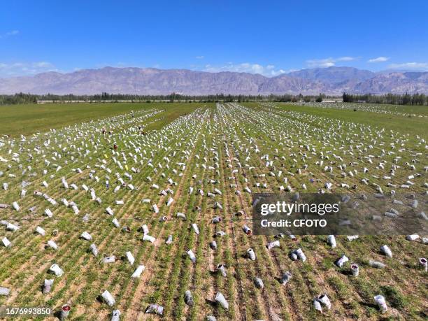 Bazhou City Photos and Premium High Res Pictures Getty Images