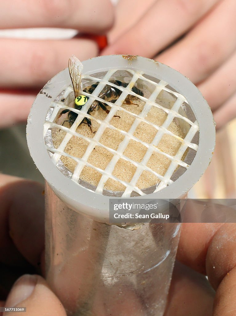 Beekeepers Report Higher Loss Rates In Bee Populations