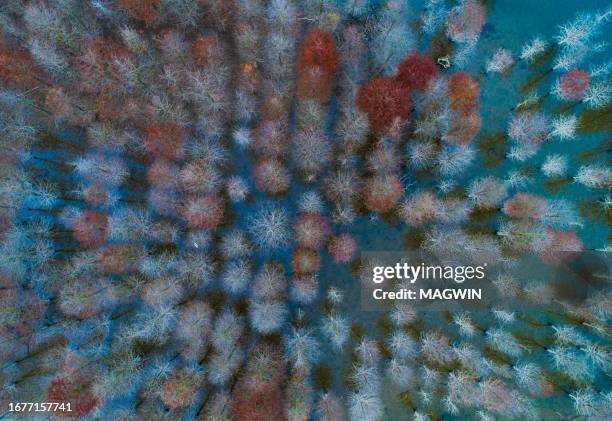 Fall Tree Top Angle Top Angle Tree Photos and Premium High Res Pictures - Getty Images
