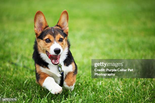 happy puppy running through grass - pembroke welsh corgi puppy foto e immagini stock