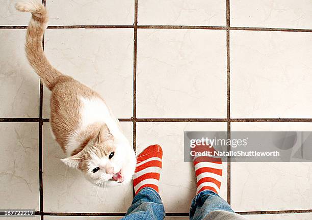 meow - looking down at feet stock pictures, royalty-free photos & images