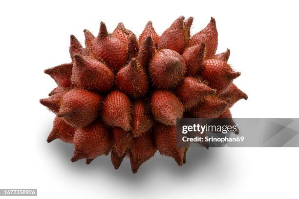 sala fruit close-up: ripe and sweet tropical delicacy from thailand - snake fruit stock pictures, royalty-free photos & images