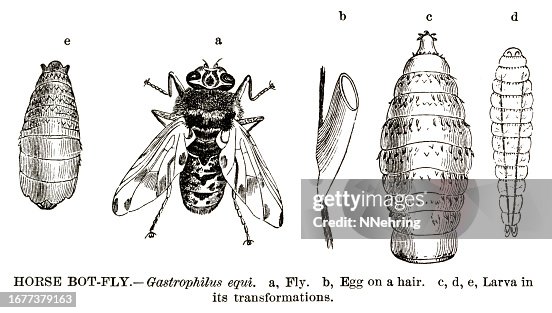 Bot Fly Sign Human Bot Fly Life Cycle Human Bot Fly Myiasis