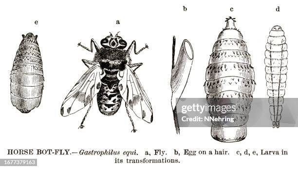 Bot Fly Pattern 84 Bot Fly Stock Photos, High-Res Pictures, and Images - Getty Images