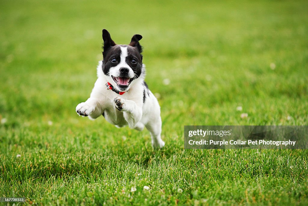 Dog Running through Grass