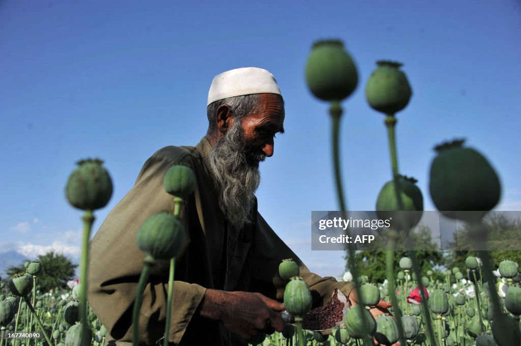 AFGHANISTAN-UNREST-DRUGS