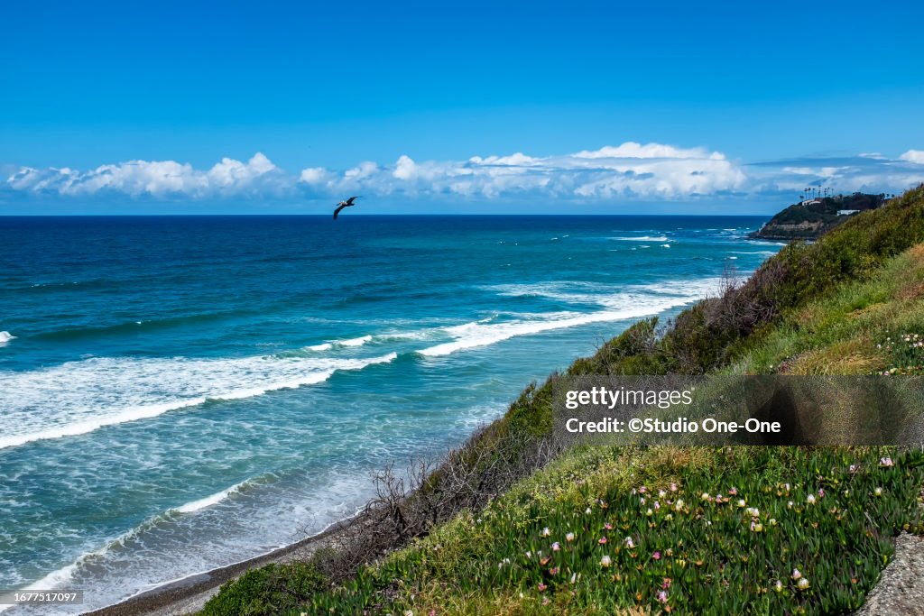Lone Pelican
