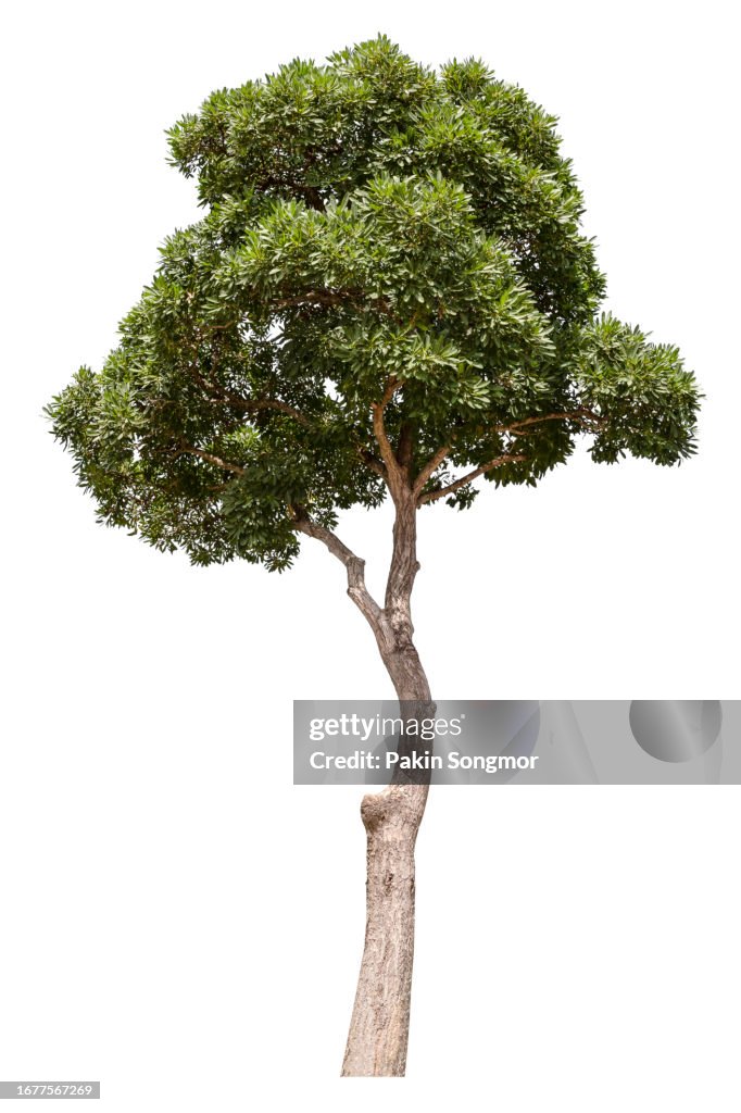 Green tree is isolated on a white background. clipping path