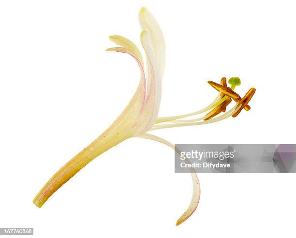 single flower of honeysuckle plant macro - honeysuckle stock pictures, royalty-free photos & images