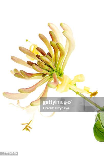 flowers and buds of honeysuckle plant isolated on white - honeysuckle stock pictures, royalty-free photos & images