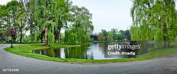 jardín público de boston, willows y estanque en el centro de boston - jardín público de boston fotografías e imágenes de stock