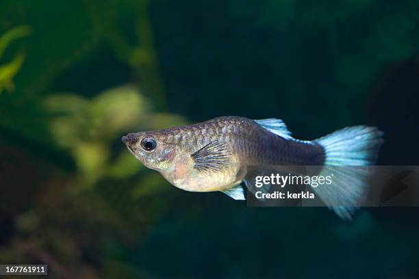 guppy (poecilia reticulata) - guppy fish stock pictures, royalty-free photos & images