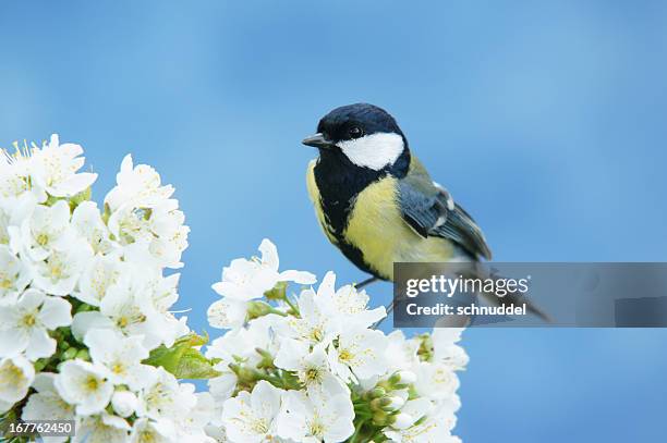 great tit on a blossoming twig - tits stock pictures, royalty-free photos & images