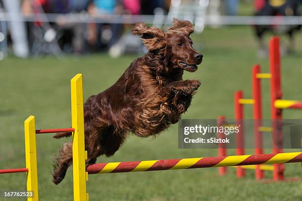 irish setter - irischer setter stock-fotos und bilder