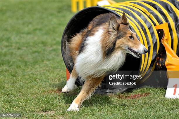 rough collie - dog agility stock pictures, royalty-free photos & images