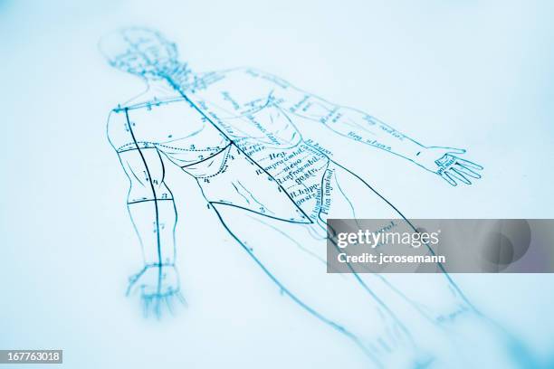 human anatomy - acupuncture stock illustrations