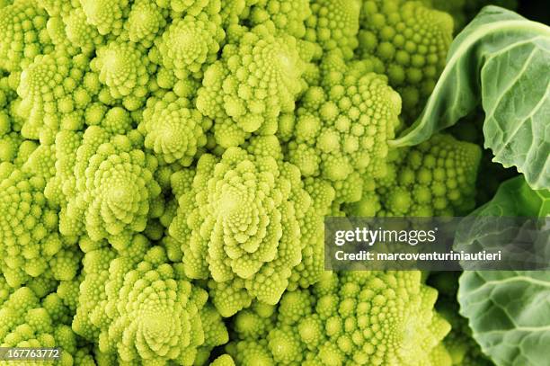 roman cauliflower - chou romanesco stock pictures, royalty-free photos & images