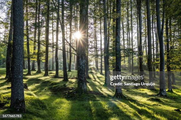 sunbeam piercing a beech forest - pyrenees stock pictures, royalty-free photos & images