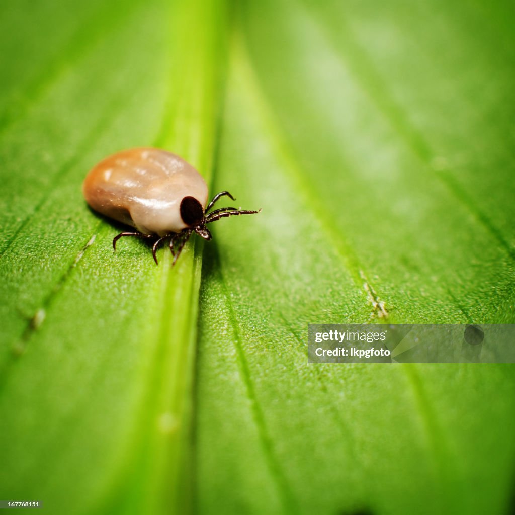 A small brown tick insect sat on a lead