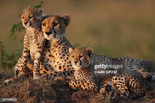 guépard en famille - fauve photos et images de collection