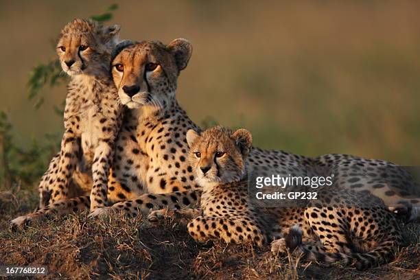 cheetah family - animal de safari stockfoto's en -beelden
