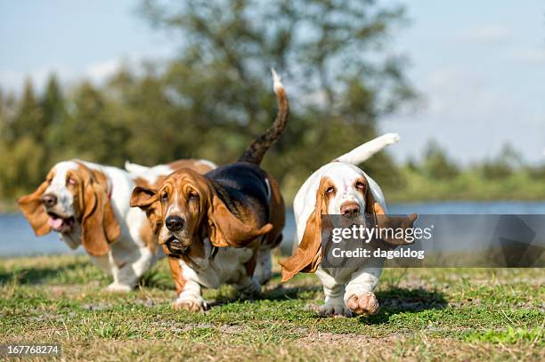 here come the girls - dogs in a row stock pictures, royalty-free photos & images